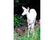 White deer in the garden at 9 Sandhill Ln, Durham, NC 27713