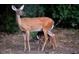 Deer and fawn standing in forest at 9 Sandhill Ln, Durham, NC 27713