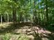 Lush wooded area filled with tall trees and a carpet of green foliage at 96 Holly Cir, Henderson, NC 27537