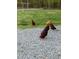 Backyard chickens roaming freely on the gravel area by the house's lawn at 1837 Garrett House Trl, Burlington, NC 27215