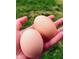 Freshly gathered eggs with a view of the home's sprawling land in the background at 1837 Garrett House Trl, Burlington, NC 27215