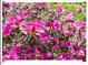 Close up on a vibrant bush of bright pink flowers at 216 Brook Ln, Durham, NC 27712