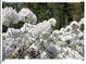 Close up on a bush of bright white flowers at 216 Brook Ln, Durham, NC 27712