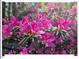 Close-up of vibrant pink azaleas in full bloom, showcasing the lush landscaping at 216 Brook Ln, Durham, NC 27712