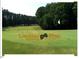 Expansive green golf course at Umstead Pines Golf and Swim Club, surrounded by mature trees, offers scenic views at 216 Brook Ln, Durham, NC 27712