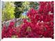 Landscaping featuring beautiful pink azaleas in bloom at 216 Brook Ln, Durham, NC 27712