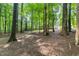 Serene backyard surrounded by tall trees, creating a private and tranquil outdoor setting at 1870 Lennox Dr, Garner, NC 27529