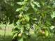 Close-up of a pear tree branch laden with ripening fruit, highlighting the property's natural bounty at 2436 Nc 97, Zebulon, NC 27597