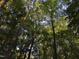 The wooded area shows abundant trees with green leaves and a blue sky peeking through at 8812 Valley Hill Ct, Apex, NC 27539