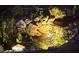Illuminated backyard pond with waterfall cascading over rocks, surrounded by lush vegetation, creating a serene nighttime ambiance at 12212 Ashton Woods Ln, Raleigh, NC 27614