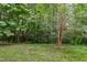 Expansive backyard with mature trees, offering privacy and a natural setting at 205 Slate Blue Pl, Cary, NC 27519