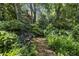 Overgrown backyard featuring lush greenery, mature trees, and seating area, offering a peaceful oasis at 517 N East St, Raleigh, NC 27604