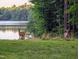 Picturesque backyard with deer grazing near a tranquil lake and mature trees at 7483 Danford Rd, Burlington, NC 27215