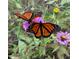 A close up of butterflies on a purple flower in a lush garden at 182 Brendamoore Ct, Fuquay Varina, NC 27526