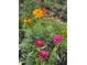 A close up of brightly colored flowers in a thriving garden at 182 Brendamoore Ct, Fuquay Varina, NC 27526
