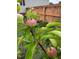 Close-up of a developing apple on a tree in a garden setting with lush green leaves at 182 Brendamoore Ct, Fuquay Varina, NC 27526