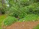 Backyard landscaping featuring lush ground cover, trees, and a small drainage feature in a natural setting at 3347 Ridgecrest Ct, Raleigh, NC 27607