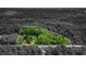 Large tract of land with mature trees, open grass, and a private residence at 578 Jeffries Cross Rd, Burlington, NC 27217