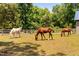 Horses graze peacefully in a fenced pasture, creating a serene country setting at 108 Cedarwood Dr, Louisburg, NC 27549