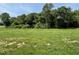 A lush green lawn surrounded by dense trees on a sunny day at 159 Coharie Dr, Lillington, NC 27546