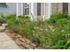 Beautiful landscaping featuring a rock-bordered flowerbed bursting with greenery and colorful flowers at 7612 Vista Del Rey Ln, Raleigh, NC 27613