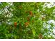 A pomegranate tree with developing fruits at 7612 Vista Del Rey Ln, Raleigh, NC 27613