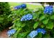 Close-up of blue hydrangea flowers in full bloom at 201 Village Dr, Knightdale, NC 27545