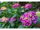 Closeup of vibrant purple and yellow hydrangeas in full bloom, adding natural beauty to the landscape at 201 Village Dr, Knightdale, NC 27545