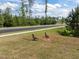Street view with two geese walking around on the grass, greenery and trees in the background at 601 Lauren Ann Dr, Apex, NC 27523