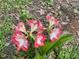 Close-up of vibrant flowers growing in the home's garden at 702 Longleaf Dr, Chapel Hill, NC 27517