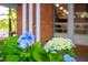 Close up of beautiful blue and white hydrangeas at 903 W Maynard Ave, Durham, NC 27704