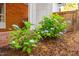 Close up of beautiful hydrangeas in front yard at 903 W Maynard Ave, Durham, NC 27704