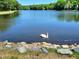Scenic view of the lake with a swan swimming peacefully near the rocky shoreline at 107 Long Shadow Ln, Cary, NC 27518