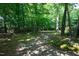 Pathway to home surrounded by lush greenery, tall trees, and serene natural environment at 1329 Wynncrest Ct, Raleigh, NC 27603
