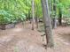 Picturesque backyard features a tire swing, stacked wood and mature trees providing shade and privacy at 109 Elmview Dr, Cary, NC 27519