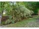 Lush backyard featuring green grass and bamboo at 109 Faldo Cv, Raleigh, NC 27603