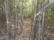 Lush bamboo forest with a natural walking path, creating a tranquil and inviting atmosphere at 12088 Burlington Rd, Hurdle Mills, NC 27541