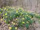 Charming hillside garden with vibrant yellow daffodils blooming, offering a picturesque landscape at 12088 Burlington Rd, Hurdle Mills, NC 27541
