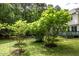 Well-manicured backyard with fig trees and partial view of the home's back facade at 3137 Falling Cedars Dr, Chapel Hill, NC 27516
