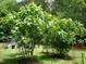 Well-manicured backyard with fig trees and green lawn at 3137 Falling Cedars Dr, Chapel Hill, NC 27516