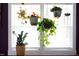 Sunlit window adorned with an array of hanging and potted plants adding a touch of nature indoors at 2805 Fayetteville St, Durham, NC 27707