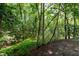 Lush greenery and towering trees create a serene and private yard at 5213 Tomahawk Trl, Raleigh, NC 27610