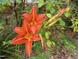 Close-up shot featuring vivid orange flowers adding natural beauty to the landscape at 912 Dixie Trl, Raleigh, NC 27607