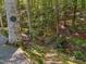 Backyard with wooden bridge across a creek, surrounded by lush forest greenery at 11425 Horsemans Trl, Raleigh, NC 27613