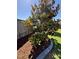 Close-up of a meticulously landscaped flower bed with beautiful plants and decorative stone edging at 123 Gunderson Ln, Garner, NC 27529