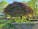 Beautiful Japanese Maple in a raised garden bed with lush greenery and a stone retaining wall at 582 Wimbleton Dr, Raleigh, NC 27609
