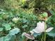 Scenic pond view with water lilies, creating a tranquil and natural outdoor environment at 582 Wimbleton Dr, Raleigh, NC 27609