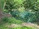 Beautiful, serene pond with lily pads surrounded by lush greenery, creating a peaceful natural setting at 582 Wimbleton Dr, Raleigh, NC 27609