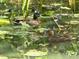 Close up of two ducks swimming in a lush pond with lily pads and aquatic vegetation at 582 Wimbleton Dr, Raleigh, NC 27609