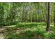 A lush wooded area featuring abundant greenery, mature trees, and natural beauty, offering a serene retreat at 197 Country Routt Brown Rd, Pittsboro, NC 27312